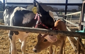 Staże zawodowe uczni&oacute;w ZSCKR w Samostrzelu w Niemczech  4