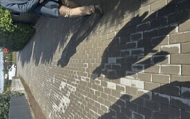 IMG_9207.jpeg