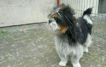 Zdjęcie do Straż Gminna w Sadkach prosi o informacje dotyczące psa, kt&oacute;ry został odłowiony w Dębowie