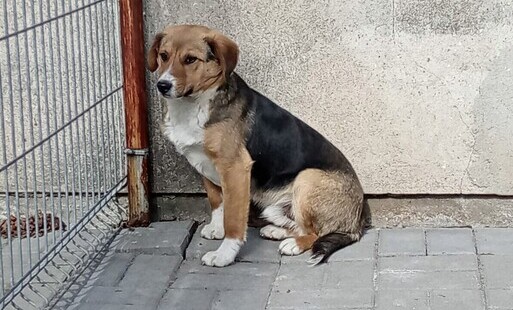 Zdjęcie do Straż Gminna w Sadkach prosi o informacje dotyczące psa, kt&oacute;ry został odłowiony w Dębionku