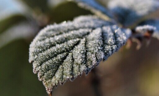Zdjęcie do Uwaga, przymrozki! 