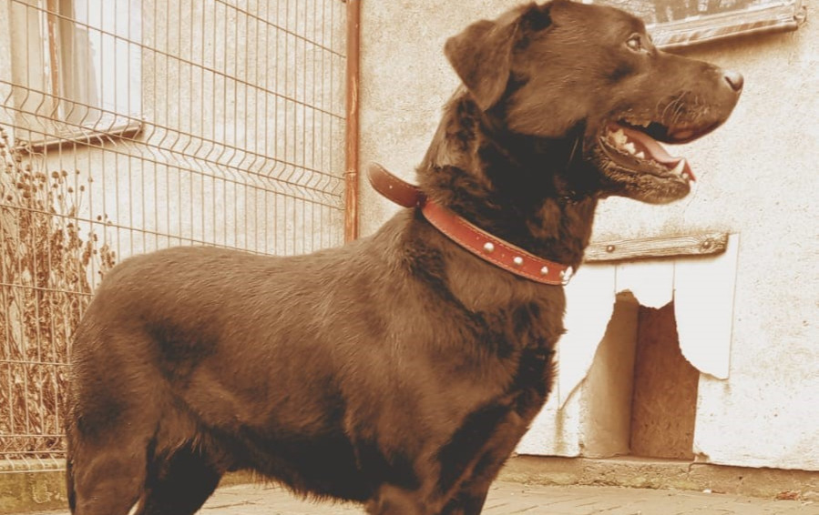 Zdjęcie do Straż Gminna w Sadkach prosi o informacje dotyczące psa, kt&oacute;ry...